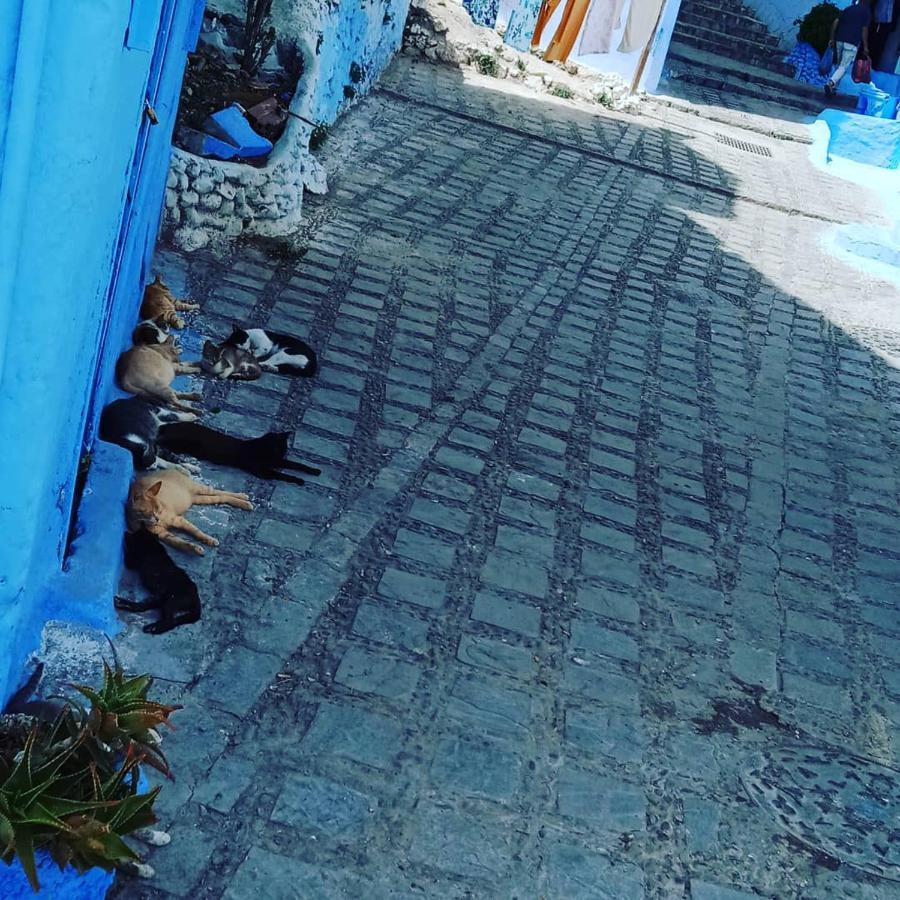 Casa Mablu Lägenhet Chefchaouen Exteriör bild